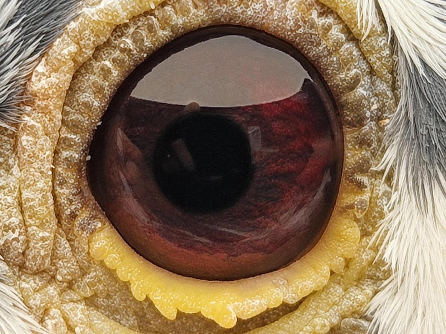 Pigeon eye